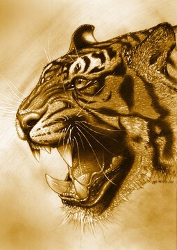 Golden Tigra