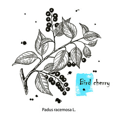 Bird cherry tree branch with berries and leaves. Hand drawn bird-cherry. Vector botanical illustration.