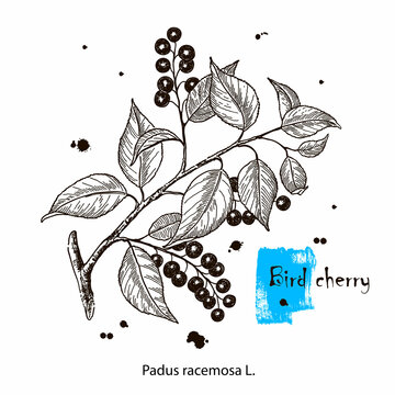 Bird cherry tree branch with berries and leaves. Hand drawn bird-cherry. Vector botanical illustration.