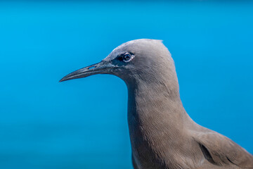 Brown noddy