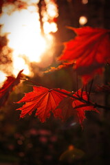 The maple leaves and the sunset were shining in the background.