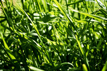 green grass close-up on a meadow in spring background backdrop
