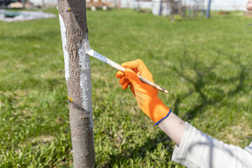 Applying whitewash to a tree in the garden. A gardener paints a tree trunk with a brush. Garden...