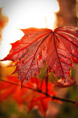 The maple leaves and the sunset were shining in the background.