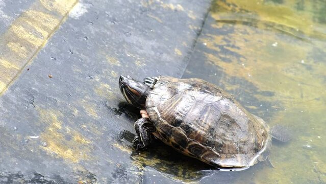 the red-eared turtle wants to climb out of the pond, but rolls back into the water.