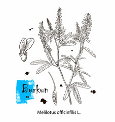 Vector modern vintage botanical illustration of Melilotus officinalis with flowers, leaves. Medicinal natural herb supplement. Pasture, meadow and forage plant. Yellow sweet clover, common melilot.