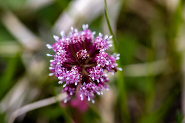 Petasites hybridus flower growing in meadow