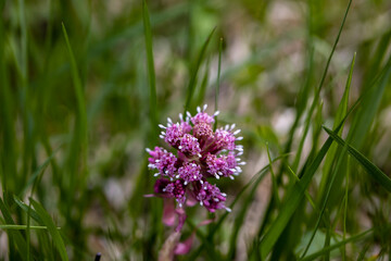 Petasites hybridus flower growing in meadow, close up 
