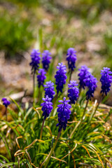 Muscari flower in meadow, close up