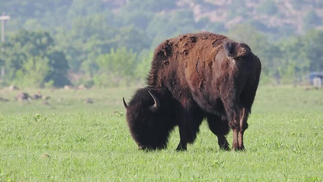 Close up shot of Bison eating grass