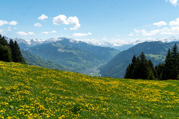 Fototapeta premium Blühende Blumenwiese und Aussicht ins Prättigau