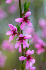 beautiful blooming peach tree in spring