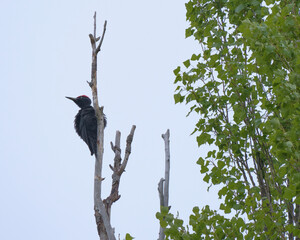 クマゲラ / Black woodpecker