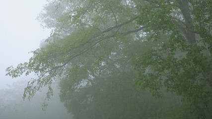 藻岩山中腹付近の霧の風景 / Fog landscape near the middle of Mt. Moiwa

