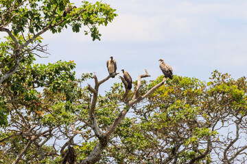 Flock of Cape vultures or Cape griffon (Gyps coprotheres), also known as Kolbe's vultures sitting on a tree in Serengeti national park, Tanzania