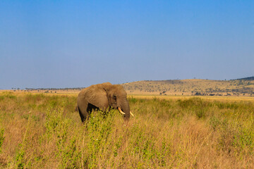 Fototapeta na wymiar African elephant in savanna in Serengeti National park in Tanzania