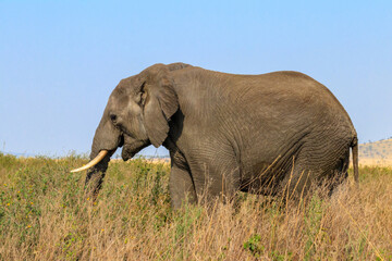 Naklejka na ściany i meble African elephant in savanna in Serengeti National park in Tanzania