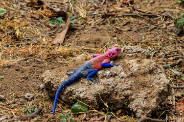 Male mwanza flat-headed rock agama (Agama mwanzae) or the Spider-Man agama on a stone in Serengeti  National Park, Tanzania