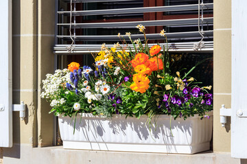 Beautiful flowers in a pot on the windowsill outside the house