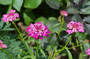 Blooming Iberis umbellata on a flower bed in the garden