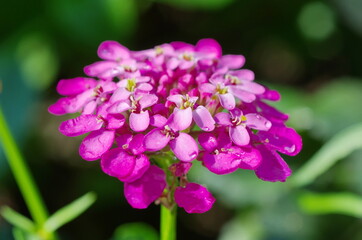 Iberis umbrella flower close up