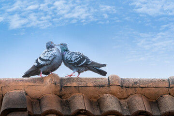 Portrait, Columba livia or Two pigeons birds in love privately kissing happy on the roof of the house their natural on a romantic Valentine's Day. Leave space for text input.