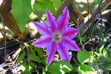 Garden design. Decoration of the trellis with climbing plants. Purple flower on a trellis