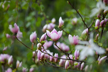 Magnolia soulangeana, saucer magnolia