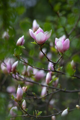 Magnolia soulangeana, saucer magnolia