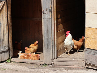 White rooster and brown hens in different rooms of the chicken coop © MIKHAIL BATURITSKII	