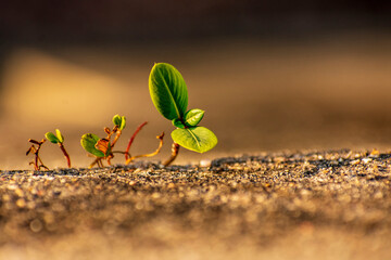 Flower seedlings are piercing the concrete walls