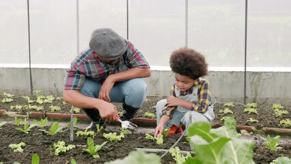 Father and son gardening together planting strawberry plants in the garden, Man and child boy gardening in vegetable in the backyard, family and single mom relax outdoor activities