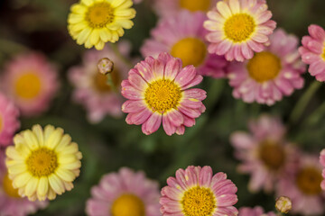 Marguerite Daisies . Mauve, Beige . Multiple blooms . Overhead view . Close up