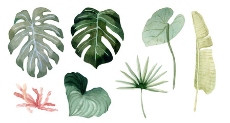 Fototapeta na wymiar Exotic tropical plants, leaves. Hand painted watercolor illustration.