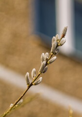 Willow twig close-up on the background of a panel house