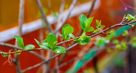 A sprig of chokeberry in close-up in spring