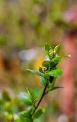 A sprig of chokeberry in close-up in spring