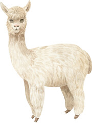 Obraz premium Alpaca (llama) hand painted watercolor illustration - cute and funny.