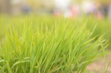 green grass background
