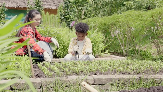Children group girl and boy of diverse learning environment for plants vegetable at garden farm, Cute child learn gardening, Ecology, organic food, agriculture school learning