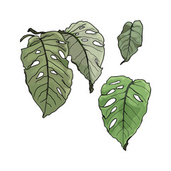 Isolated vector illustration of a large set of tropical leaves. Palm leaves as a print, blank for designers, logo, label, sticker