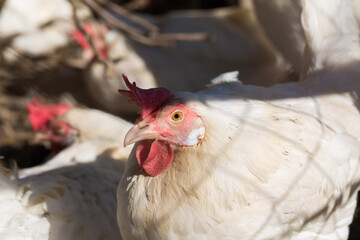 White hen facing the camera. With shadow of a fence on her plumage. Symbol for poultry farming and egg production.