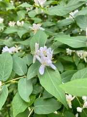 Photos of a beautiful bush with white flowers. spring background