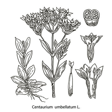 Centaurium umbellatum vector drawing. Hand drawn herb sketch. Botanical medical plant engraving.