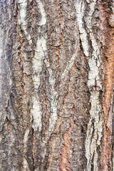 stem surface texture of hardwood plants