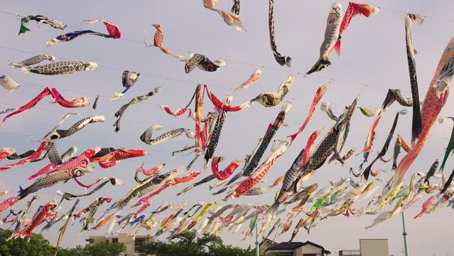 Flying Carp Flags in the wind, slow motion Japan scene at sunset