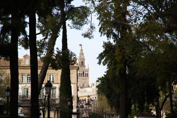 giralda of seville seen from afar between palm tree and trees of the park of maria luisa. Holiday and travel concept.