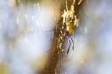 A Golden Orb spider so called for spinning a golden web.
