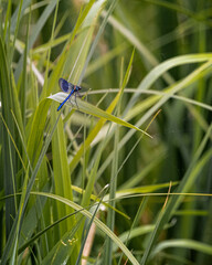 blue dragonfly on a blade of grass