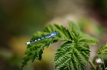blue dragonfly on a blade of leaf